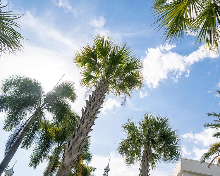 Palm trees in front of the South Family Building.